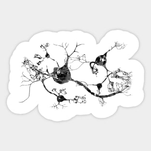 Neurons and nervous system Sticker